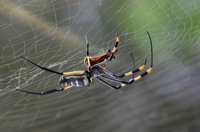 Araña invasora: Una «falsa viuda» llega a Alemania en macetas
