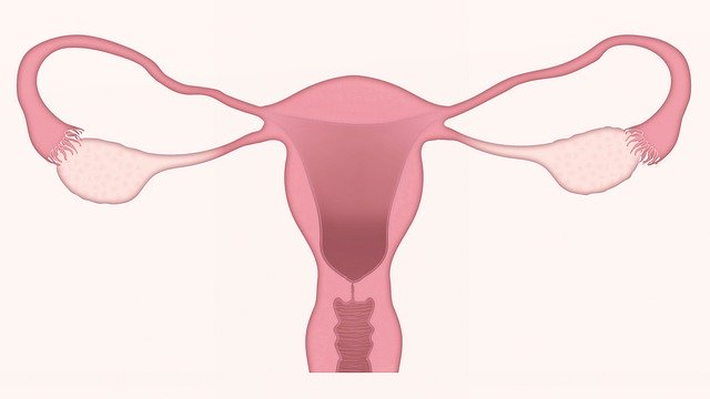 Bayer y Evotec cooperan para tratamiento de enfermedad de ovarios