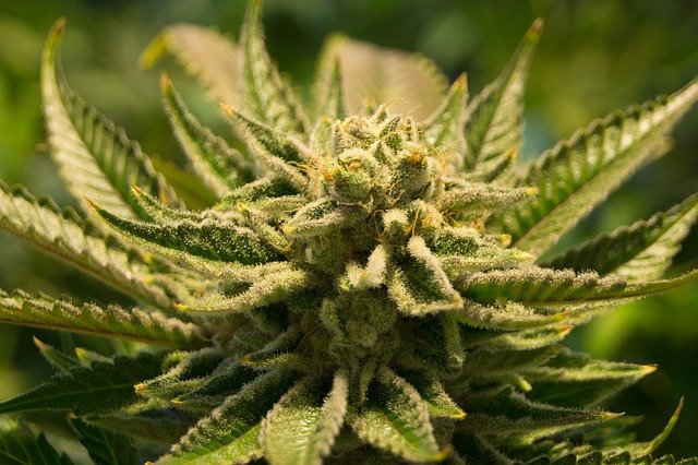 Posibles nuevos socios de la coalición alemana podrían legalizar el cannabis
