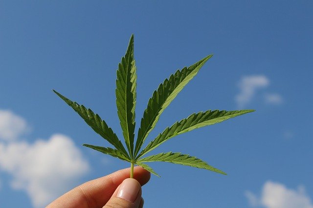 Legalizar el cannabis podría generar 4.700 millones de euros para las arcas del Estado alemán
