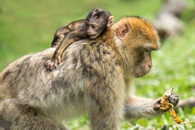 Lauterbach: «La viruela del simio no es el comienzo de una pandemia». Se recomienda cuarentena de 21 días
