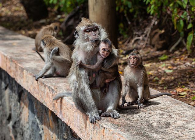 Se esperan más casos de viruela del mono en todo el país: se necesitan largas cuarentenas