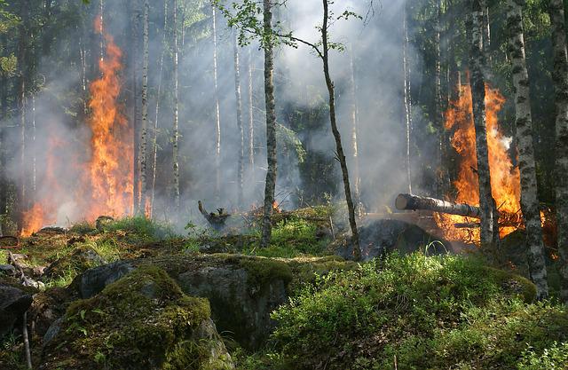 La ola de calor llega a Alemania a medida que aumenta el nivel de alerta de incendios forestales