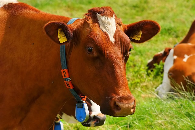 Asociación de ganaderos insiste en etiquetar el origen de la carne